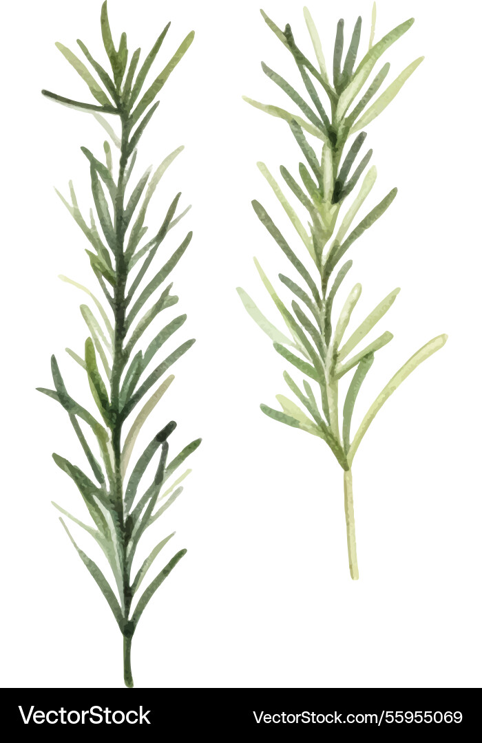 Watercolor painted rosemary hand drawn fresh food Watercolor painted rosemary hand drawn fresh food vector image