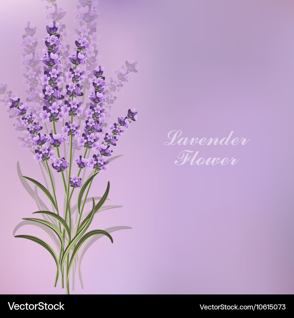 Purple Lavender Flowers – Royalty-Free Vector | VectorStock, image size:1000x1080