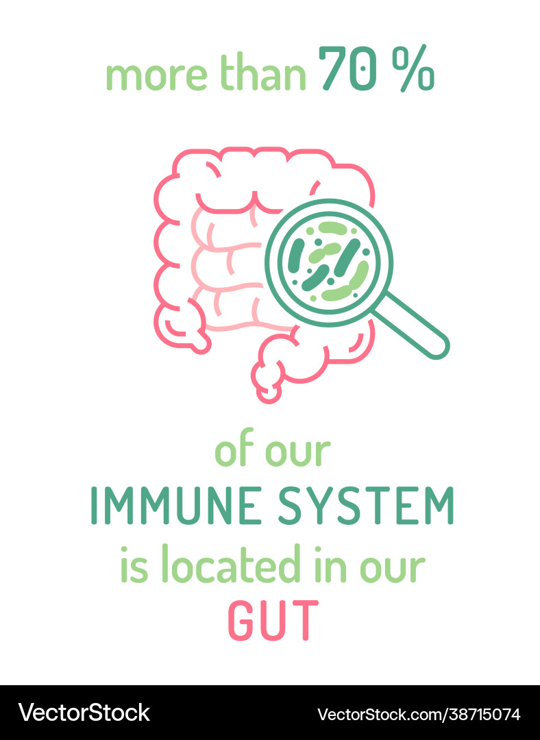 Medical poster with useful information about gut Medical poster with useful information about gut vector image