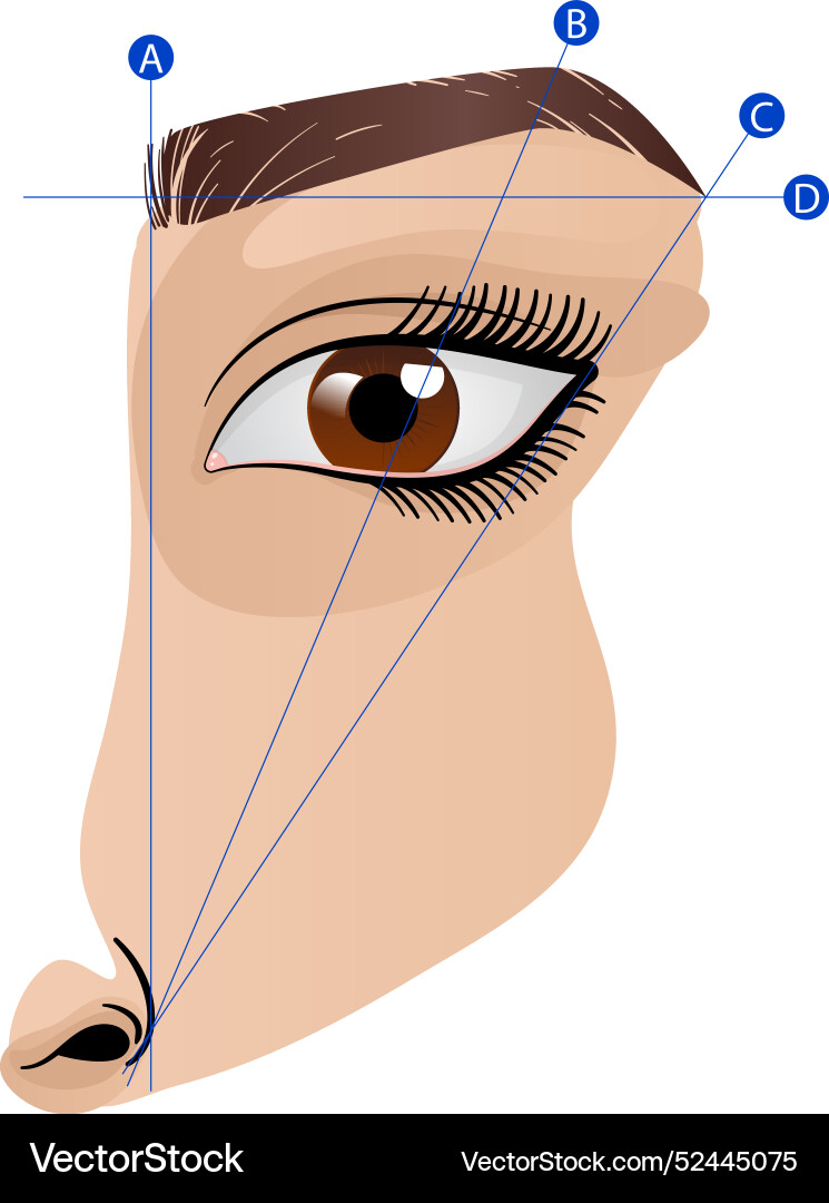 Gradient brow mapping Vector Image