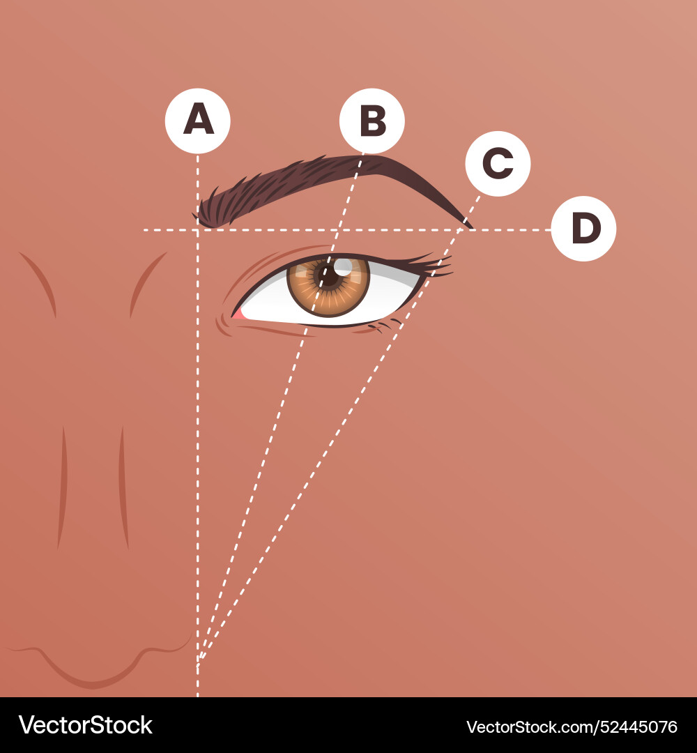 Gradient brow mapping Vector Image