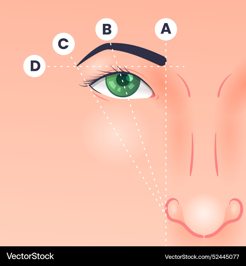 Gradient brow mapping Vector Image