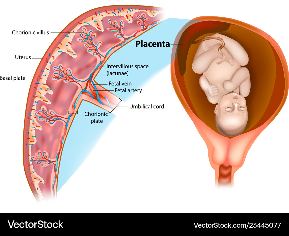 Placental structure vector image