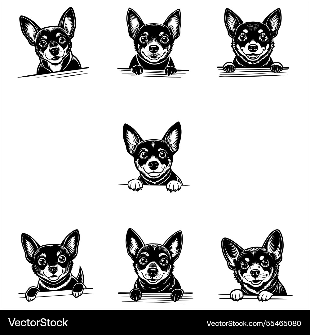 Peeking lancashire heeler dog Peeking lancashire heeler dog vector image