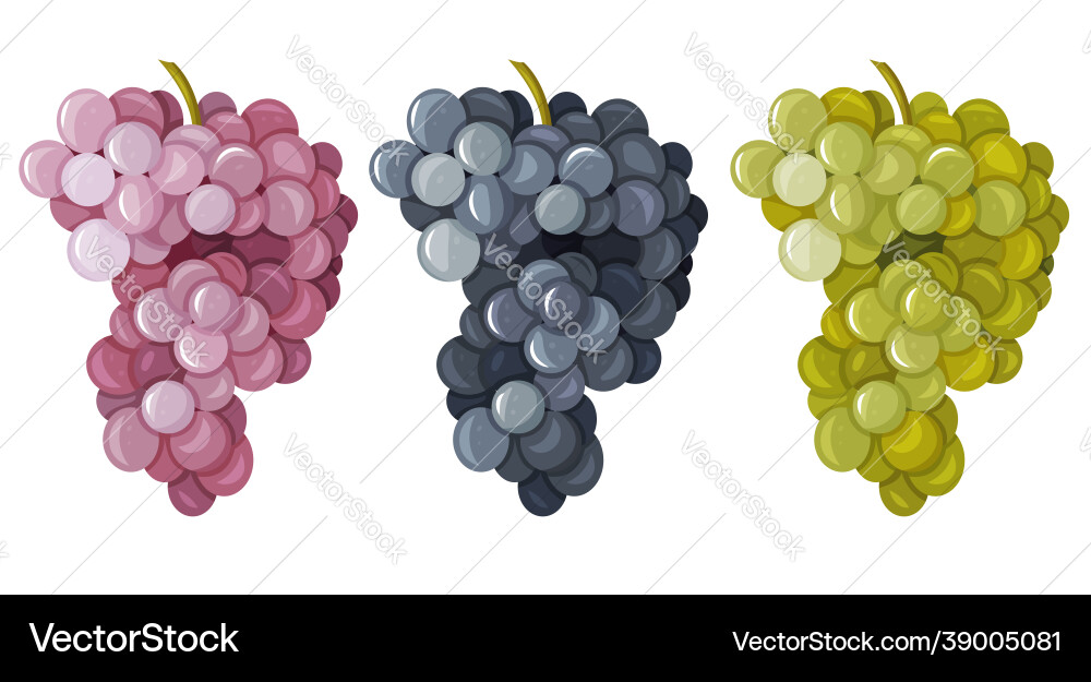 A set different grape A set different grape vector image