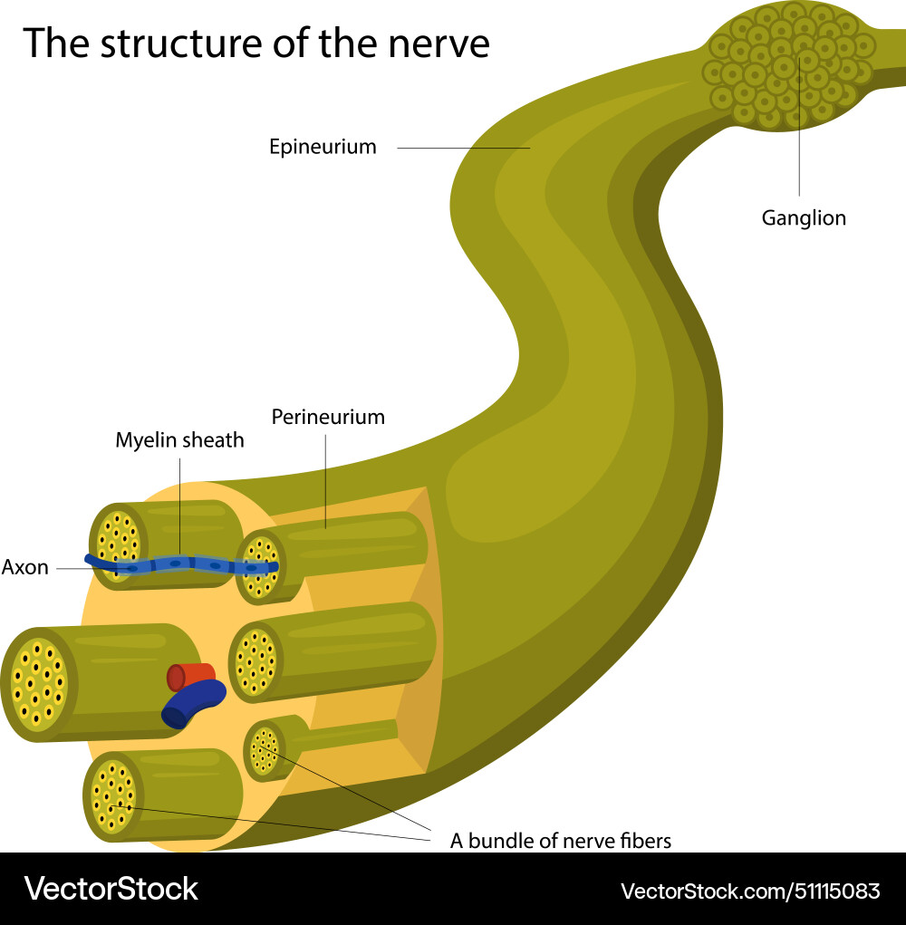Structure the nerve Vector Image