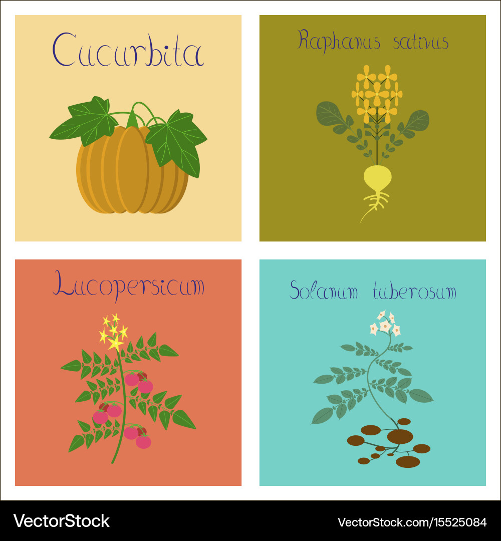 Assembly of flat cucurbita raphanus Vector Image