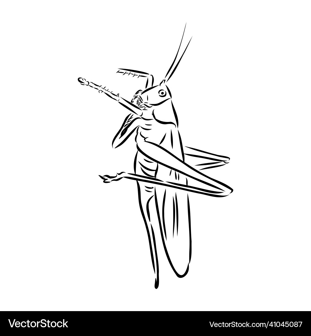 Locust contour sketch isolated on white background Vector Image