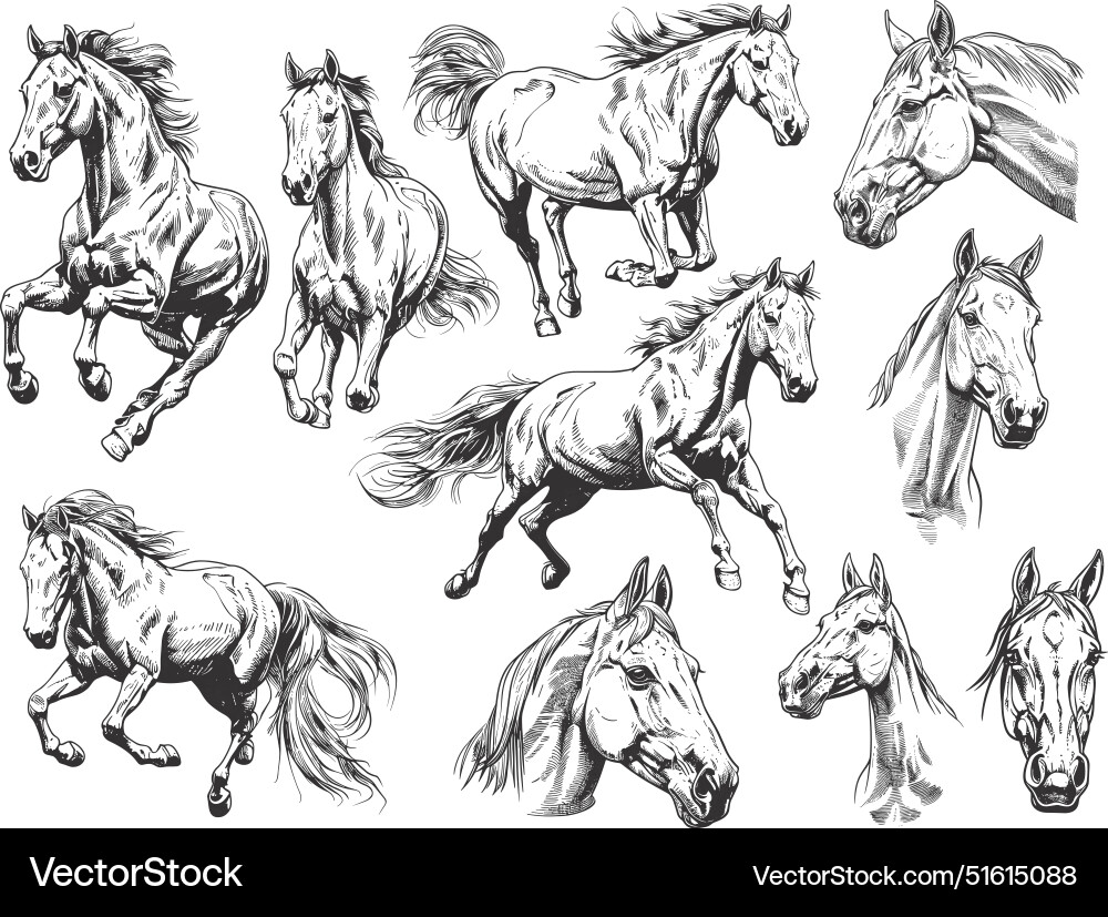 Sketch horses set wild horse engraving Sketch horses set wild horse engraving vector image