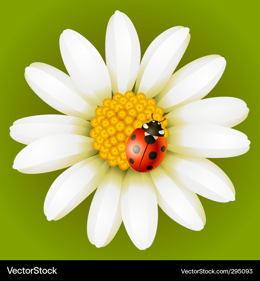 Chamomile and ladybug Vector Image