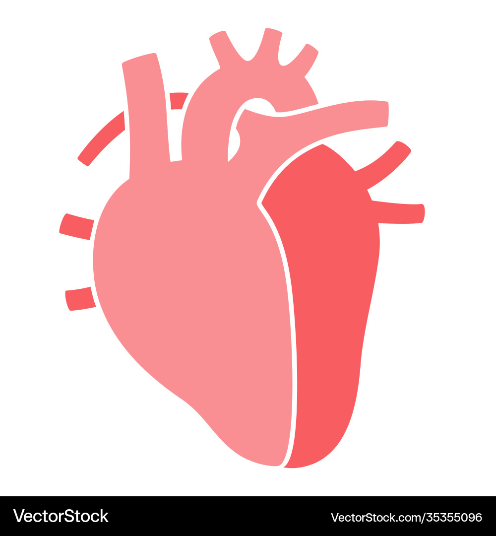 Internal human organs Internal human organs vector image