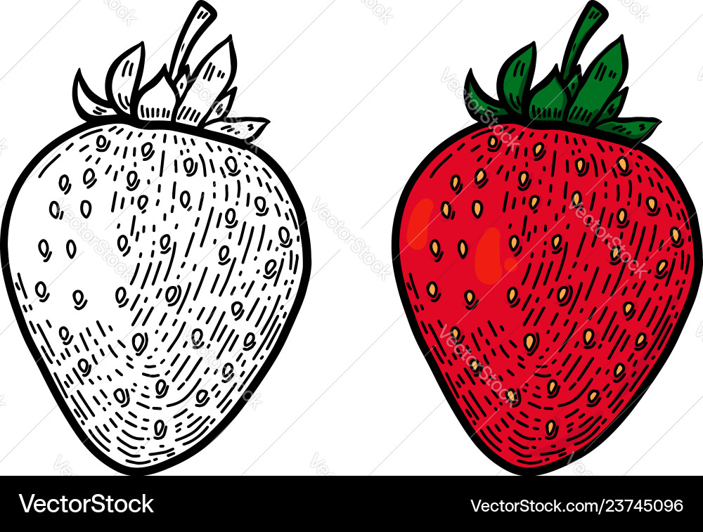 Strawberry in line style design element for logo Strawberry in line style design element for logo vector image