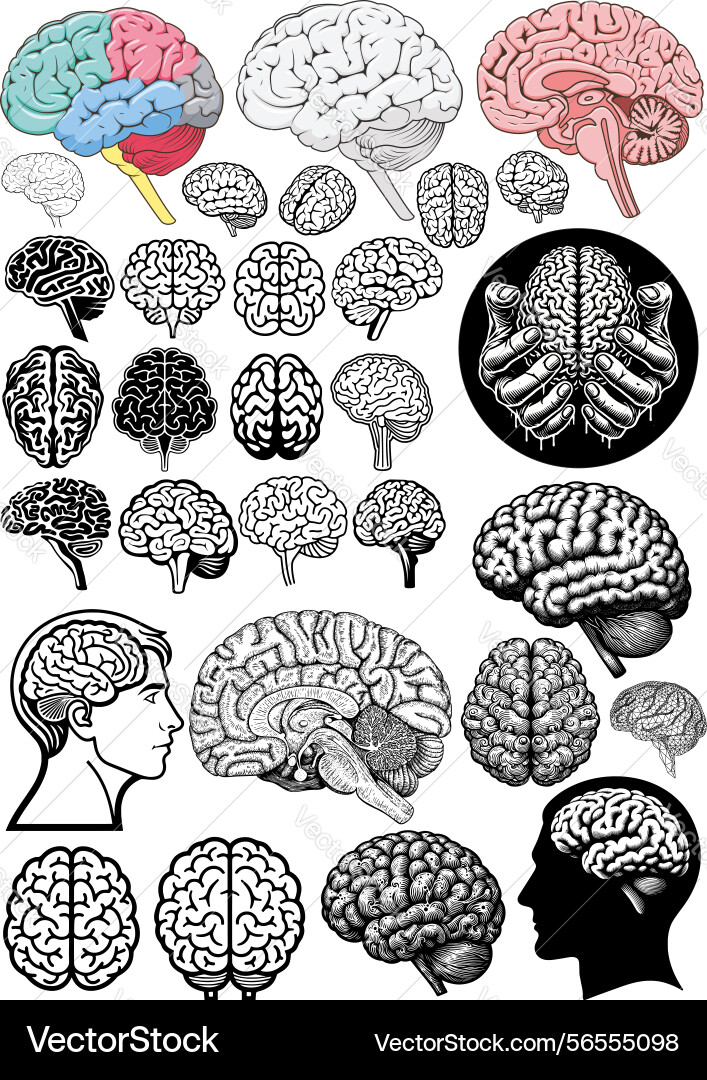 Brain organ design set outline solid and colored Vector Image