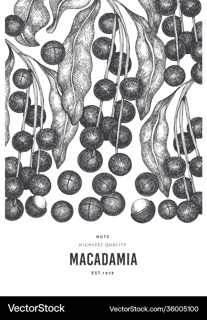 Hand drawn macadamia branch and kernels design Hand drawn macadamia branch and kernels design Vector Image
