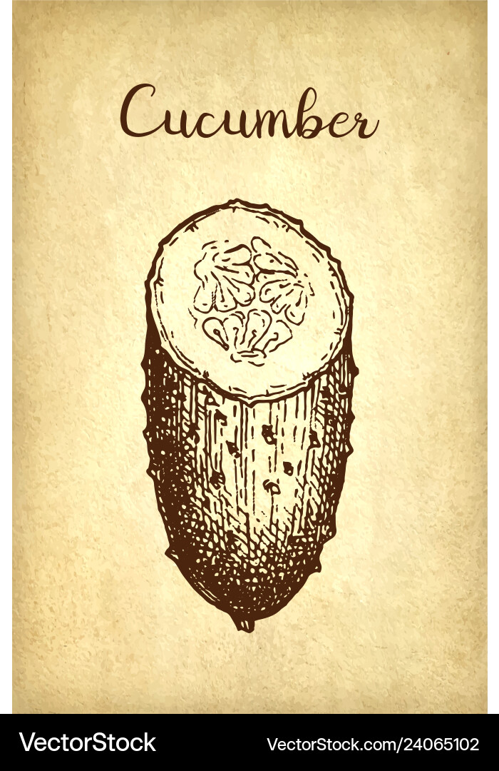 Ink sketch of cucumber Ink sketch of cucumber vector image