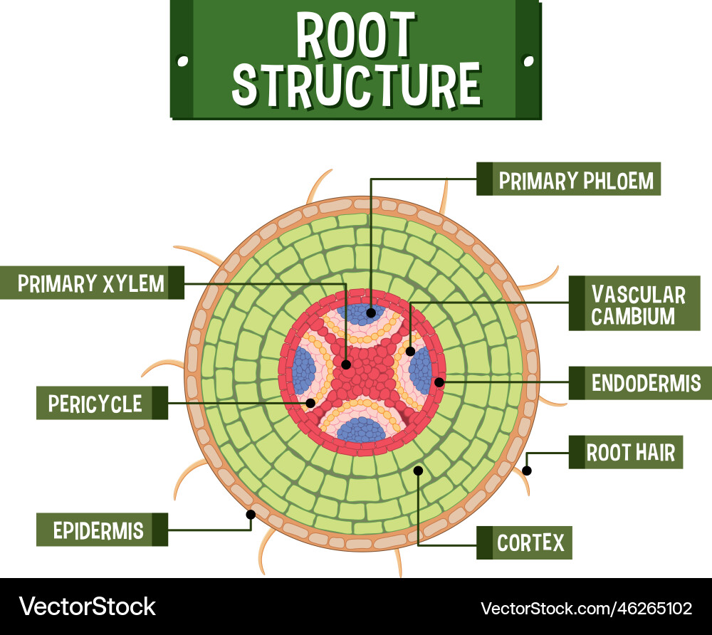 Internal structure of root diagram Internal structure of root diagram vector image
