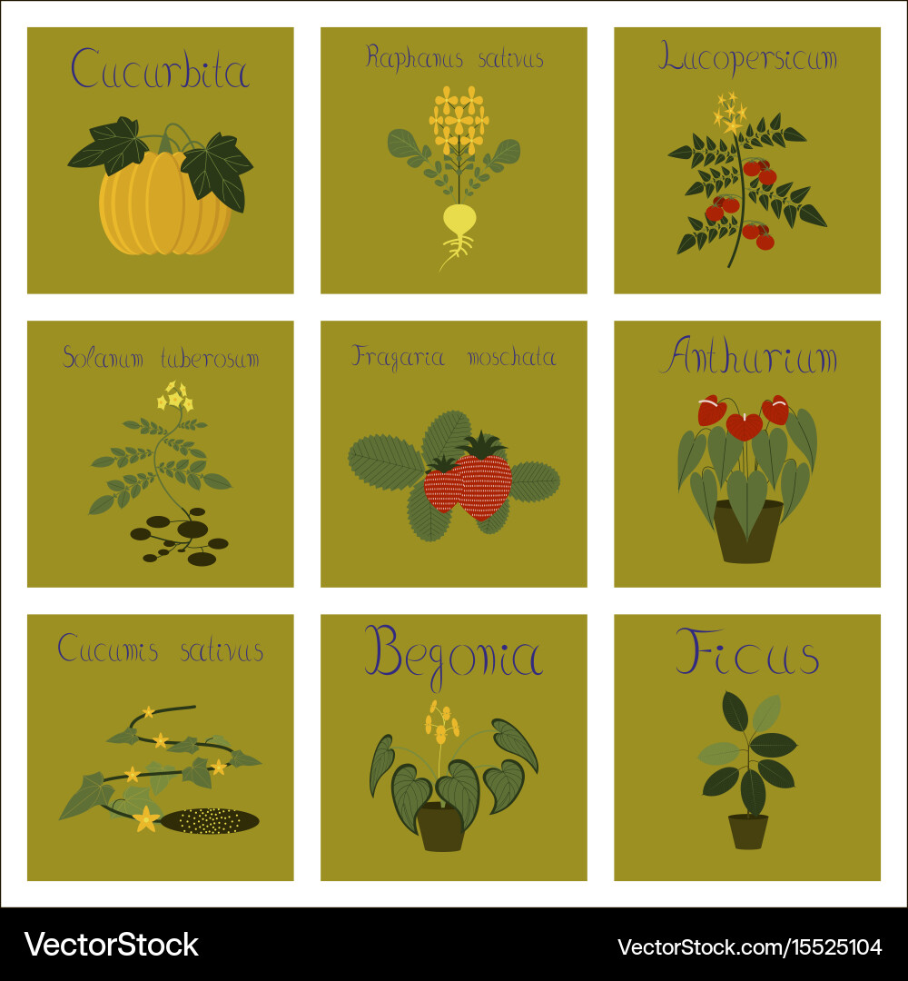 Assembly of flat cucurbita raphanus Vector Image