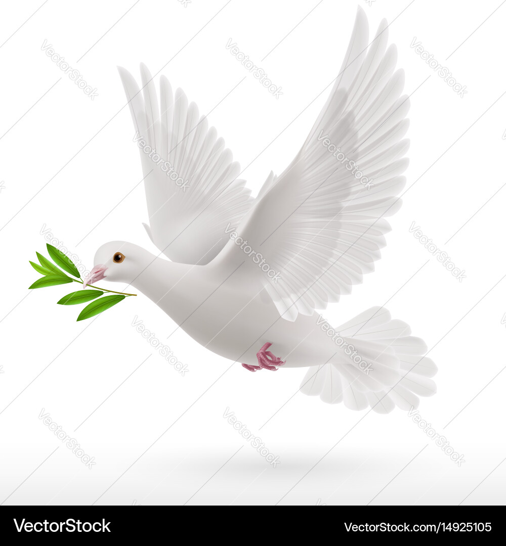 Dove with Green Twig Vector Image