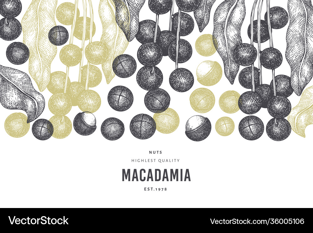 Hand drawn macadamia branch and kernels design Hand drawn macadamia branch and kernels design Vector Image