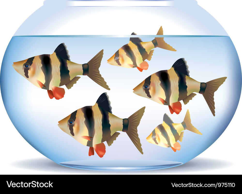Barb Fish in Aquarium vector image