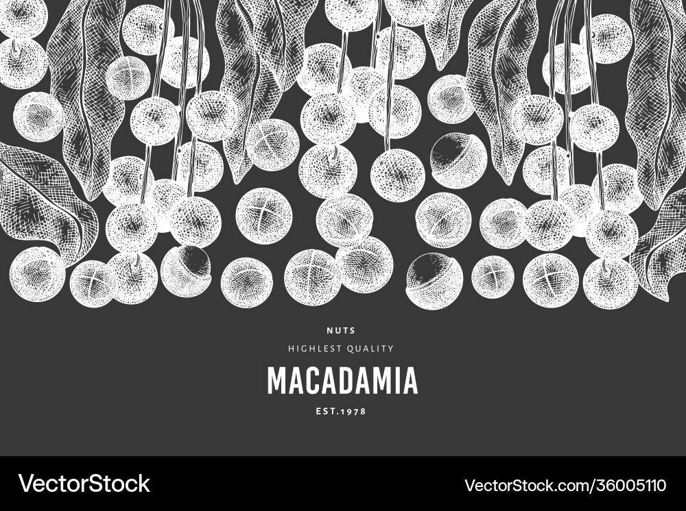 Hand drawn macadamia branch and kernels design Hand drawn macadamia branch and kernels design Vector Image