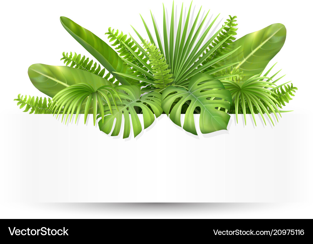 Banner with tropical leaves vector image