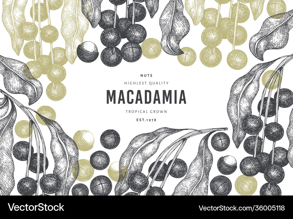 Hand drawn macadamia branch and kernels design Hand drawn macadamia branch and kernels design Vector Image
