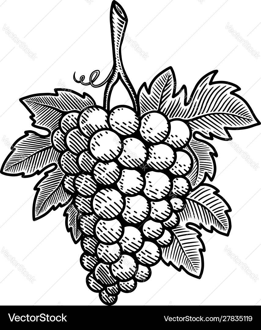 Grape in engraving style design element Grape in engraving style design element vector image