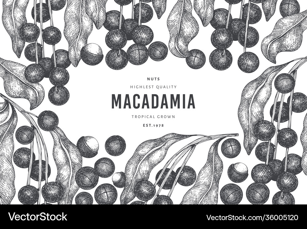 Hand drawn macadamia branch and kernels design Hand drawn macadamia branch and kernels design Vector Image