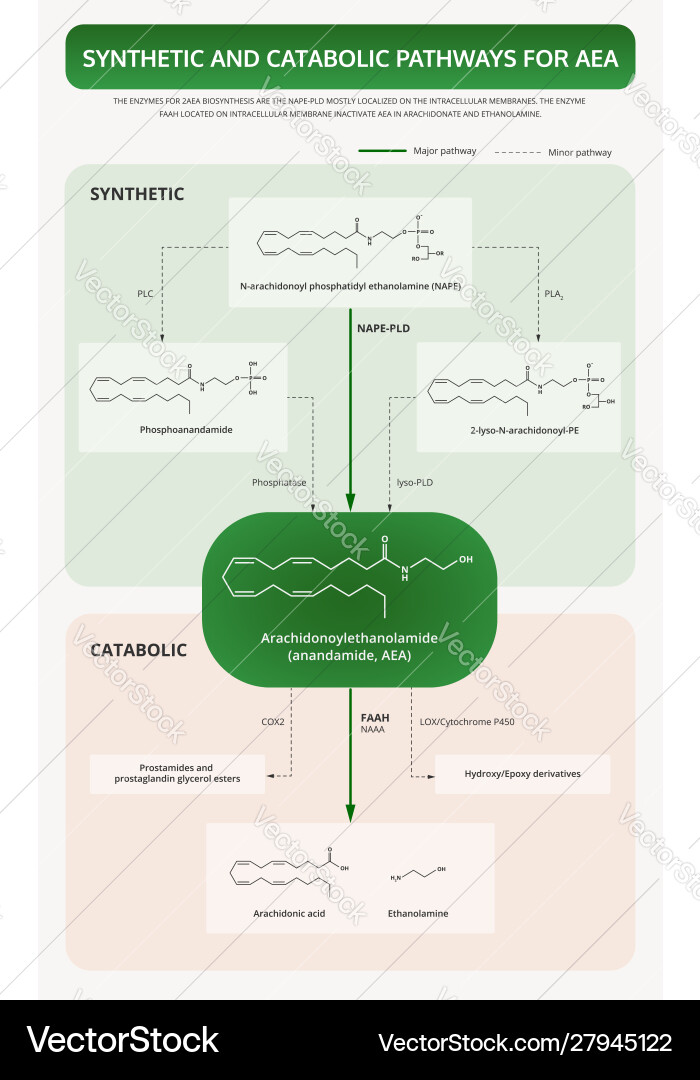 Anandaamide Pathways: Synthesis & Breakdown Vector Image