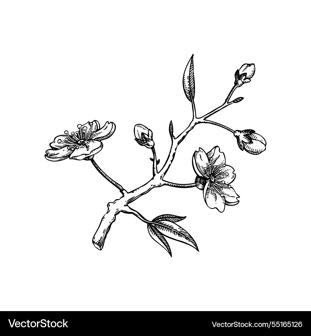 Sakura Blume Skizze Kirschblütenblütenblütenblüte Sakura Blume Skizze Kirschblütenblütenblütenblüte vektorbild