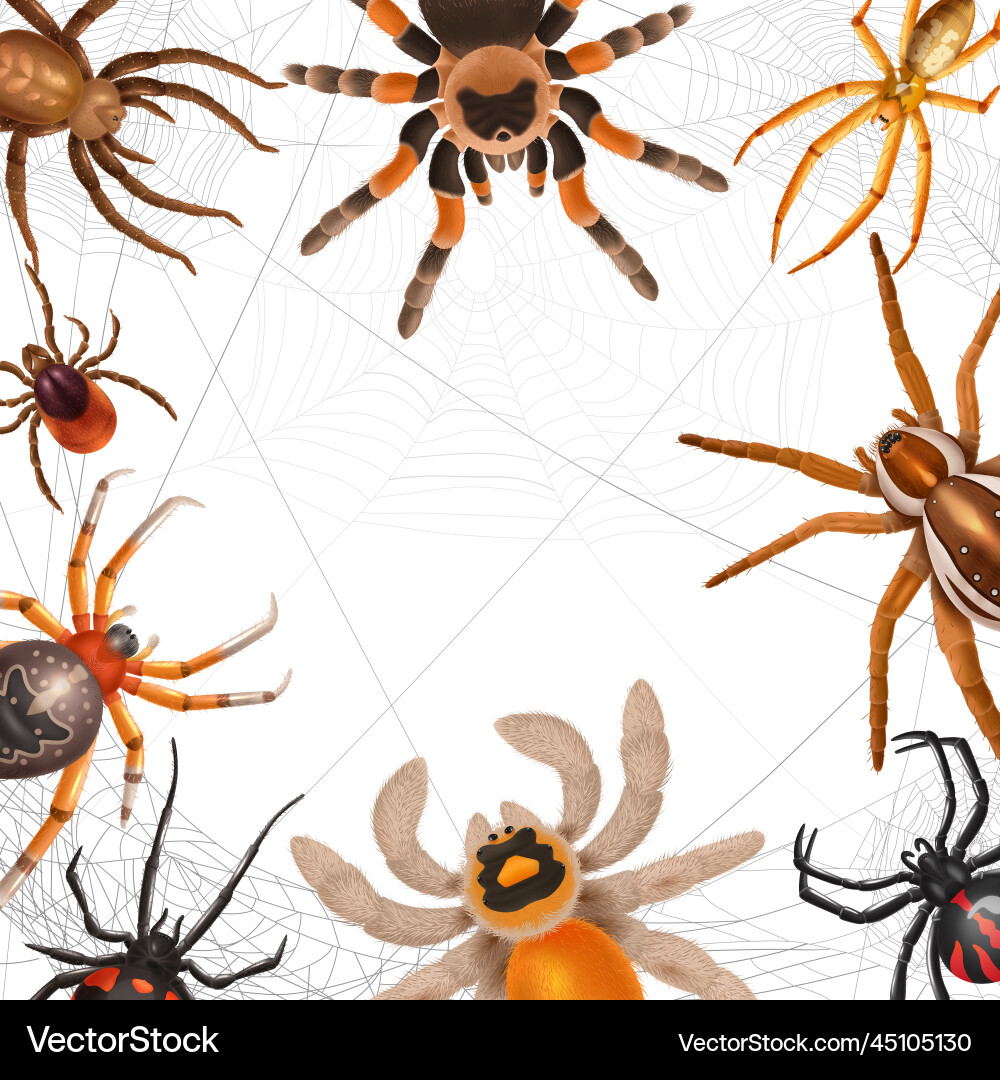 Realistic spiders frame Royalty Free Vector Image