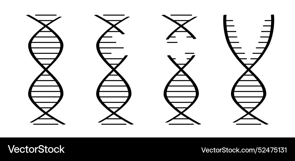 Dna break or broken string double helix Dna break or broken string double helix vector image