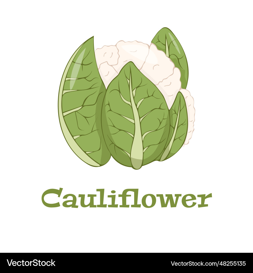 Cauliflower icon in flat styleisolated object Cauliflower icon in flat styleisolated object Vector Image