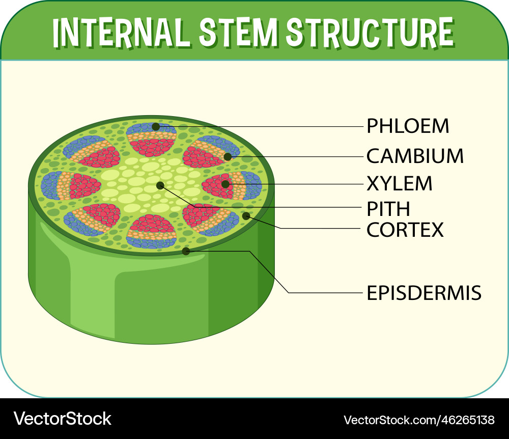 Stem Anatomy Diagram - Xylem \u0026 Phloem – Royalty-Free Vector | VectorStock, image size:1000x862
