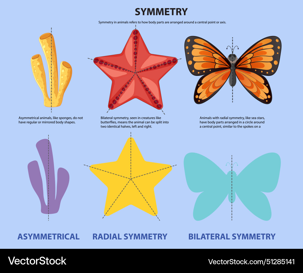Asymmetrische radiale und bilaterale Symmetrie Asymmetrische radiale und bilaterale Symmetrie vektorbild