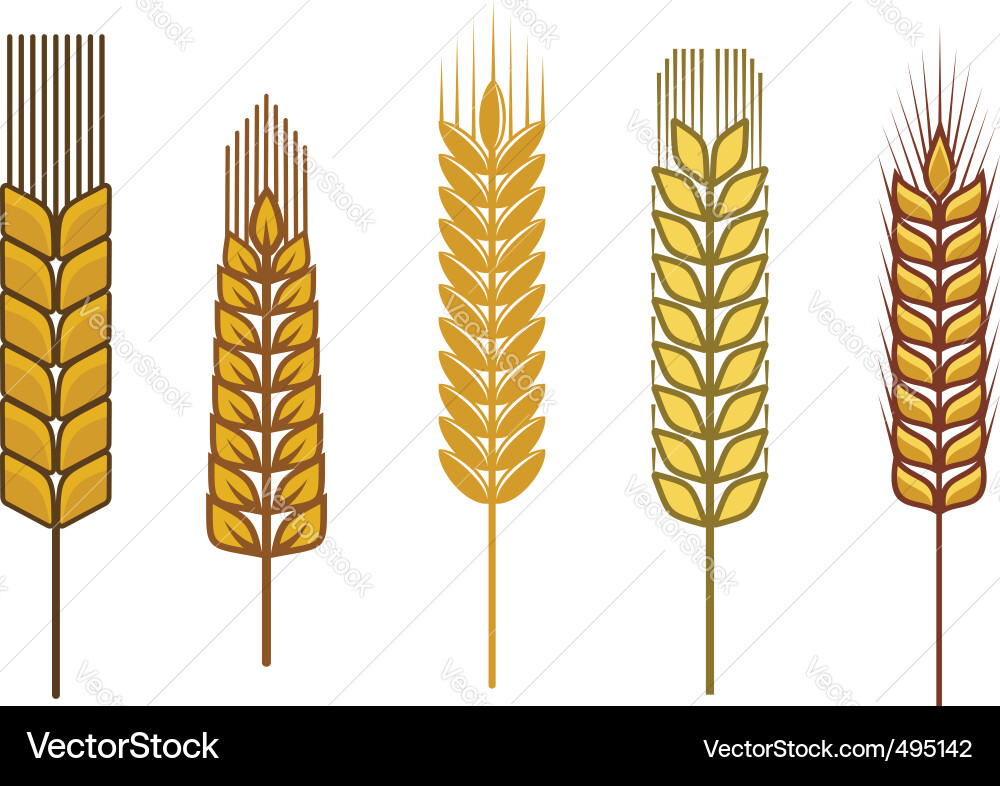 Grain Seed Collection Vector Image