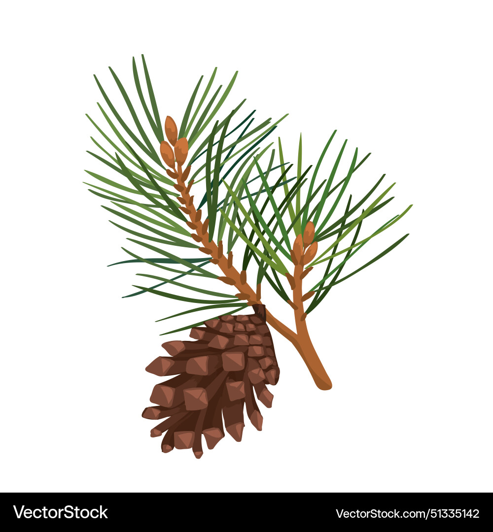 Pine and cone with branch Vector Image