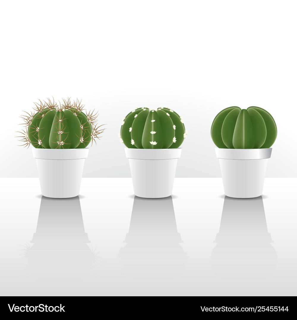 Cactus with thorns and no thorn Cactus with thorns and no thorn Vector Image