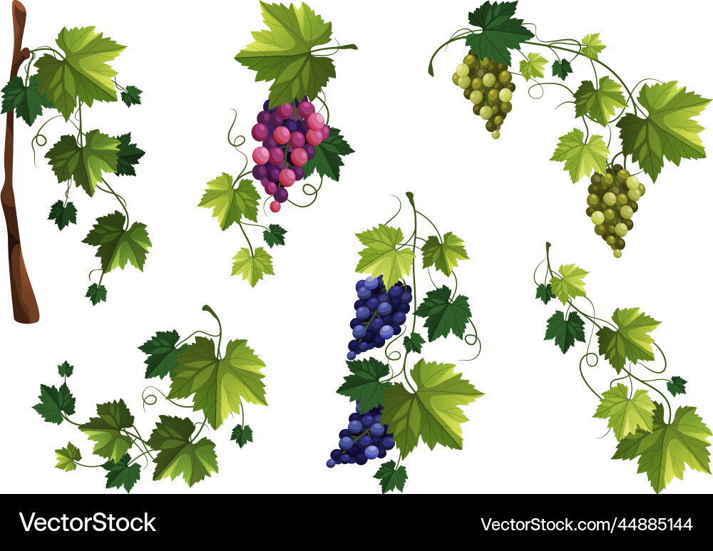Grape Branch & Vine Elements vector image
