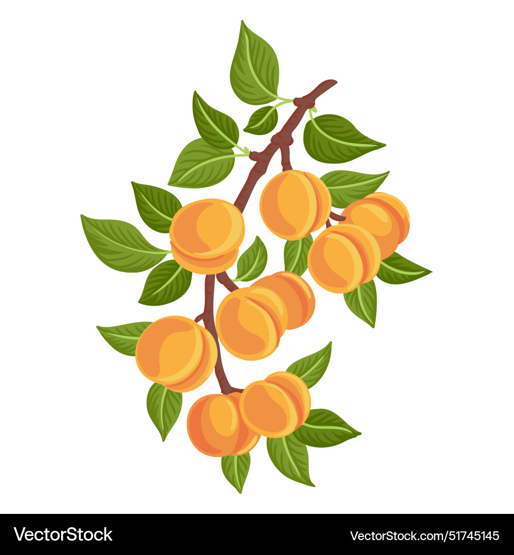 Drawing apricot tree branch Drawing apricot tree branch vector image