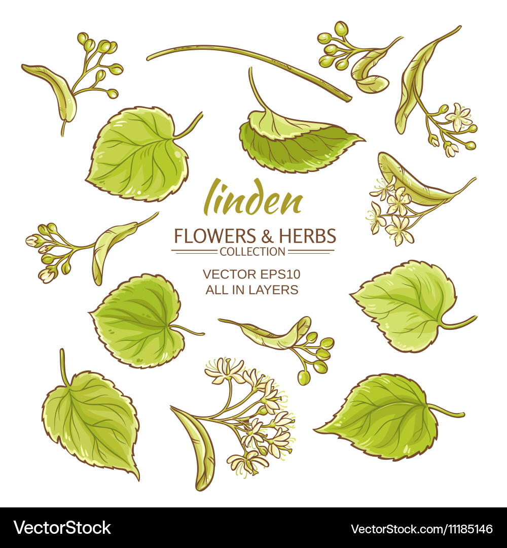 Linden set Royalty Free Vector Image - VectorStock