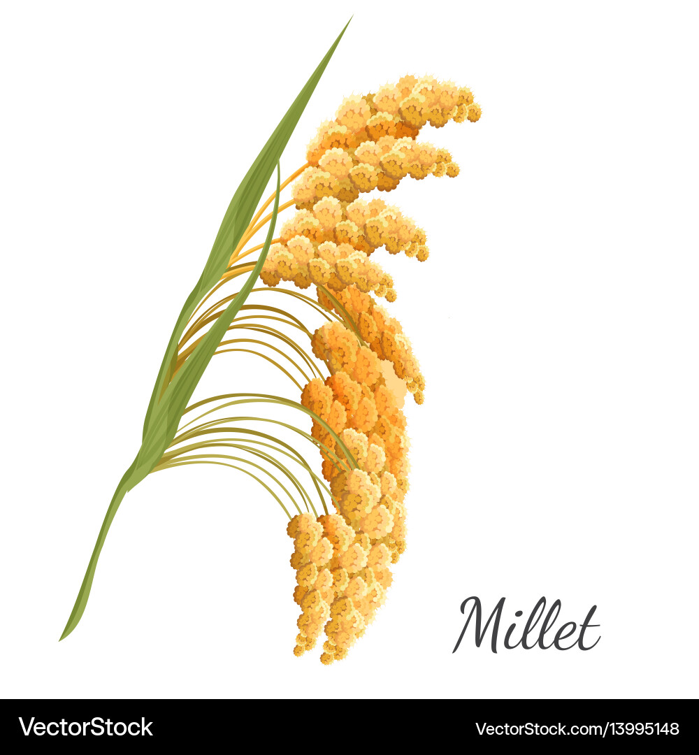 Yellow millet isolated on white realistic Yellow millet isolated on white realistic vector image