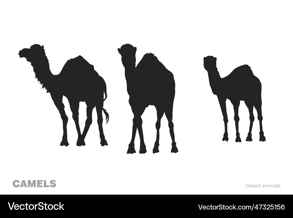 Isolated camel silhouettes desert animals Isolated camel silhouettes desert animals vector image