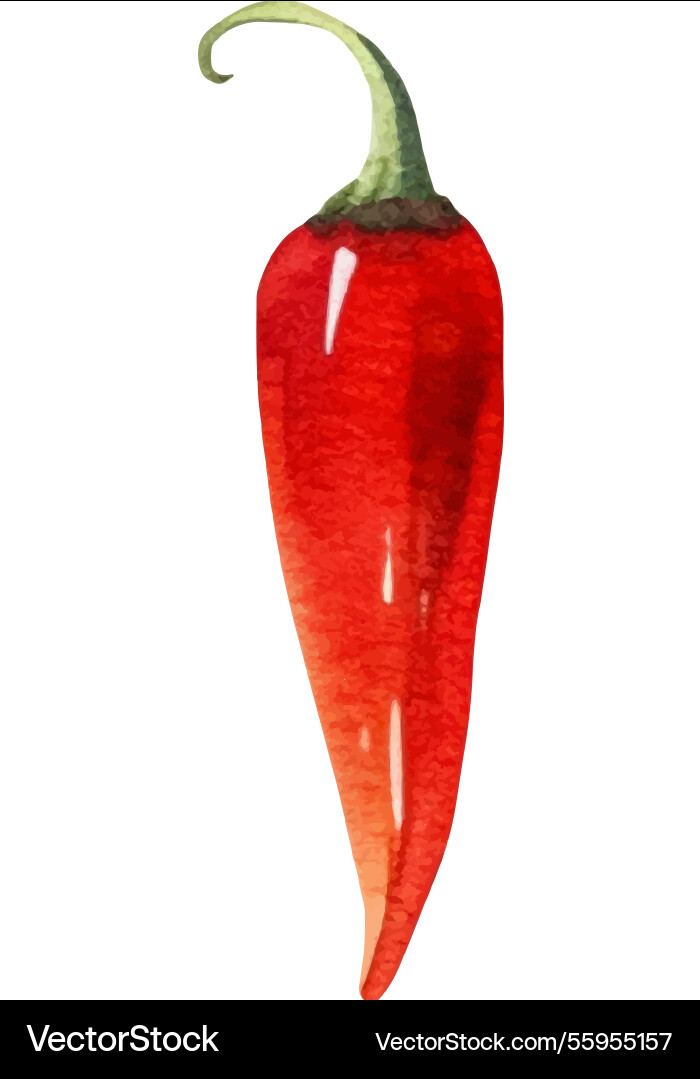 Aquarell lackiert Chili Pfeffer Hand gezogen frisch Aquarell lackiert Chili Pfeffer Hand gezogen frisch vektorbild