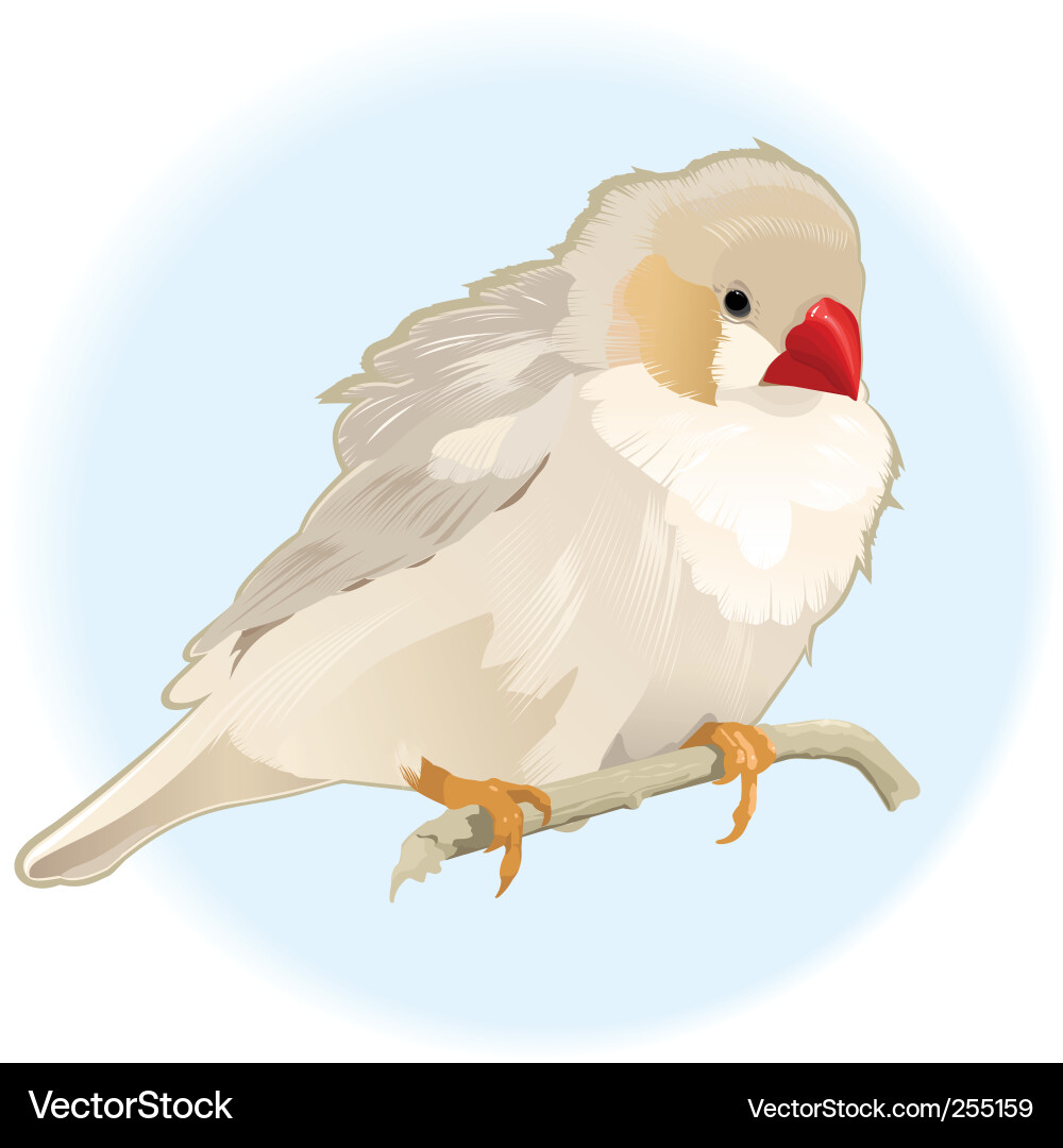 Bird on branch Vector Image