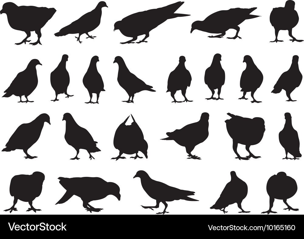 Set of different doves Vector Image
