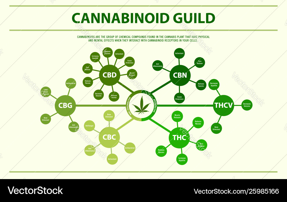Cannabinoid System Overview vector image