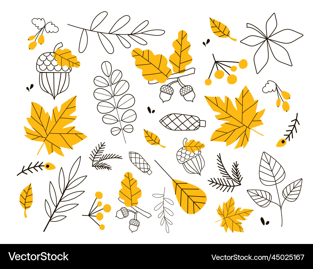 Autumn Leaf Collection vector image