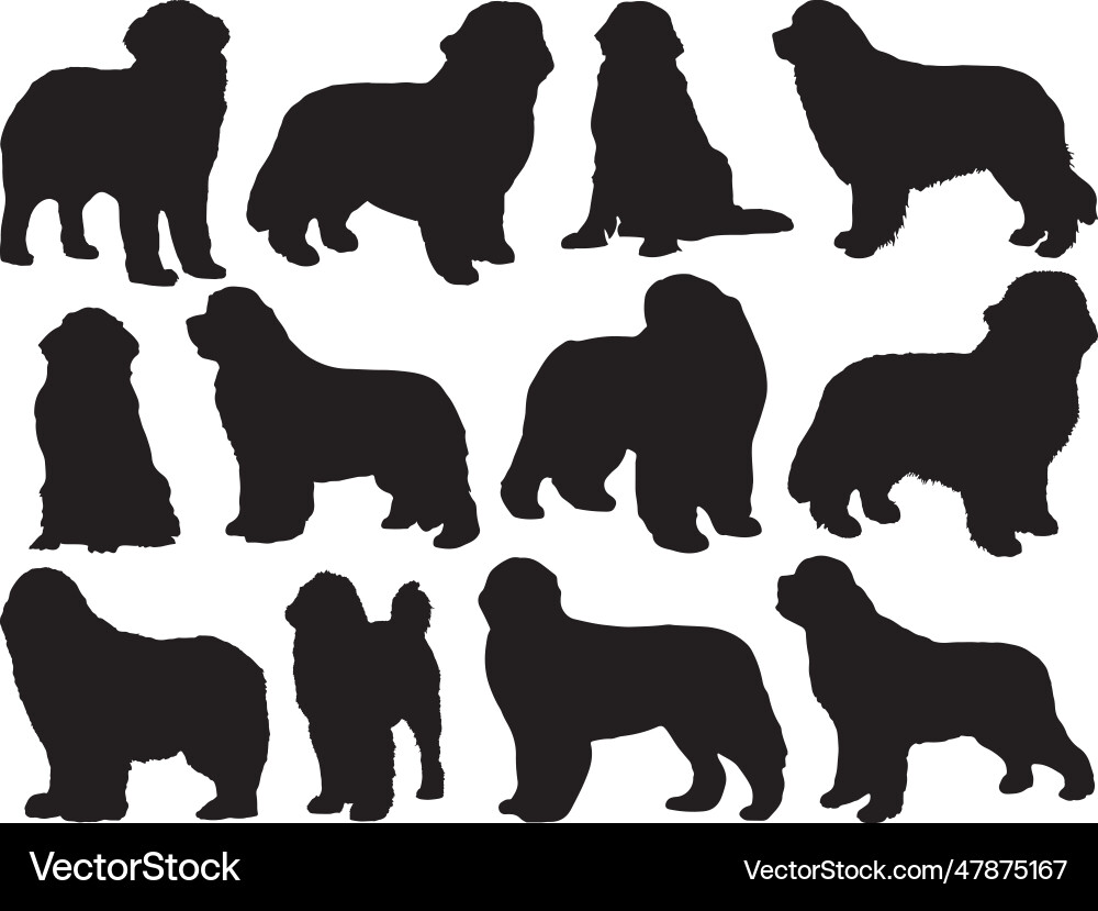 Neufundland Hund Silhouette Neufundland Hund Silhouette vektorbild
